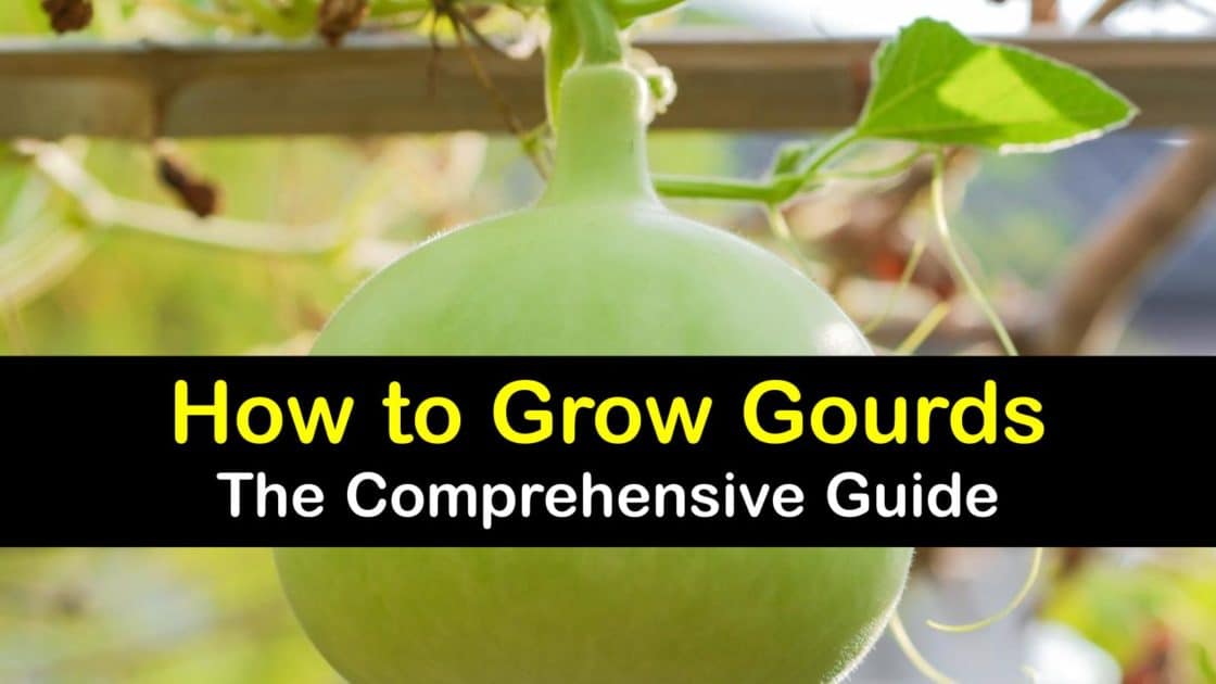 Gourd Growing StepbyStep Guide for Planting Gourds