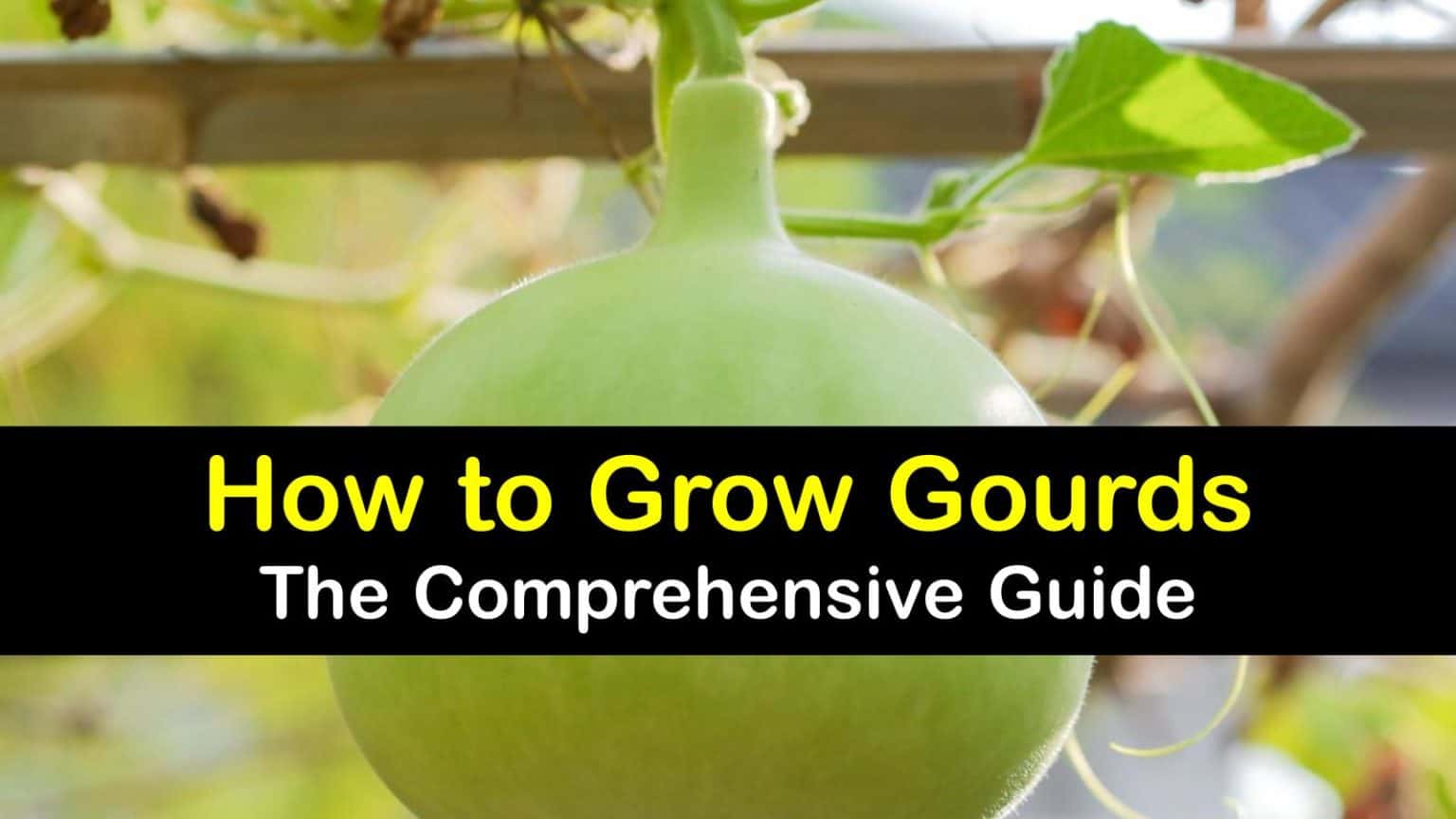 Gourd Growing StepbyStep Guide for Planting Gourds