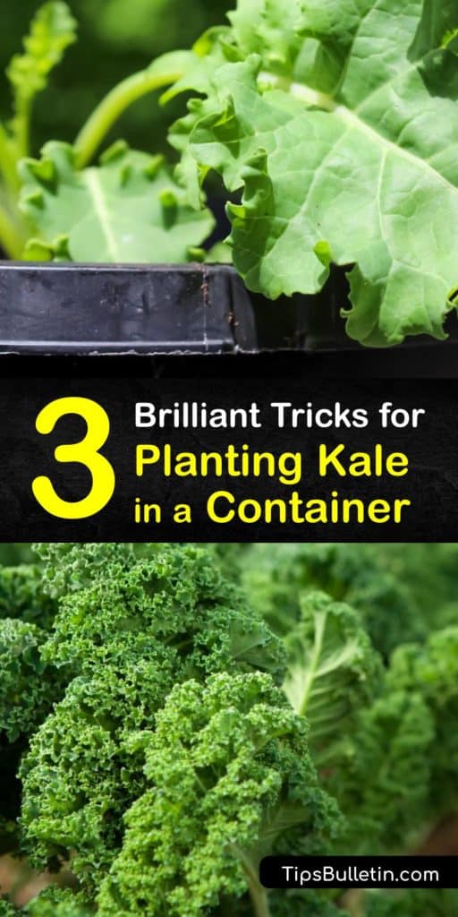 Discover why kale, or Brassica oleracea, is one of the top veggies for container gardening. Plant kale in the cool weather of early spring in an area with full sun. Use mulch to hold moisture and cover the pot with a row cover to deter cabbage worms and cutworms. #grow #kale #containers
