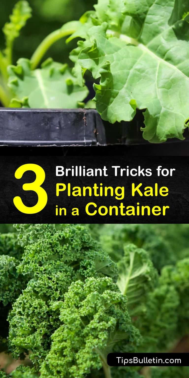Growing Kale in Pots StepbyStep Guide for Planting Kale in a Container