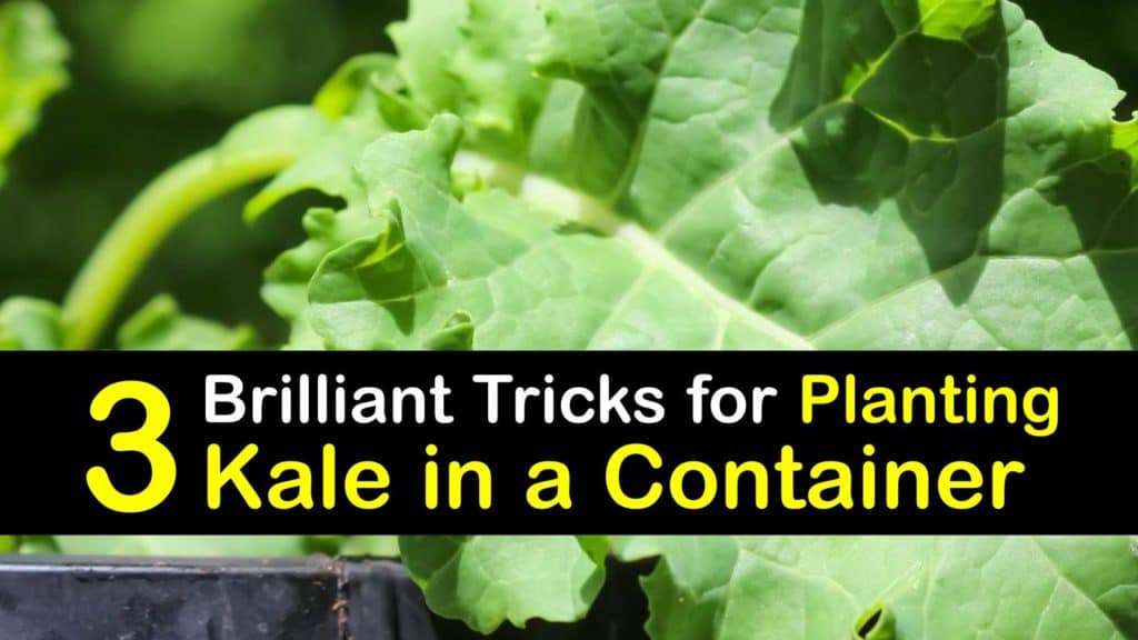 How to Grow Kale in Containers titleimg1
