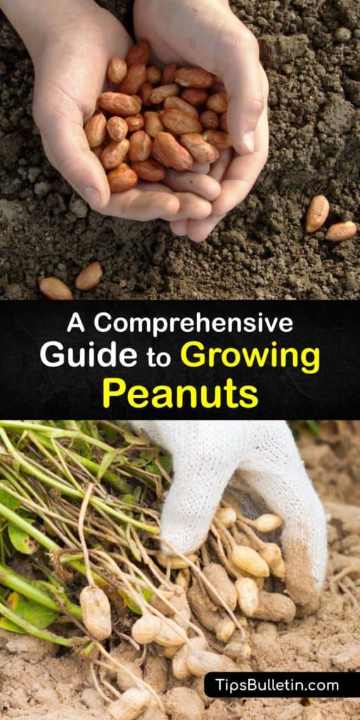 Discover how to plant peanut seeds and make homegrown peanut butter. Originating from South America, there are runner, Spanish, Valencia, or Virginia peanut. Use mulch to retain soil moisture, and ensure the plants get enough calcium by adding bone meal or gypsum. #growing #peanuts