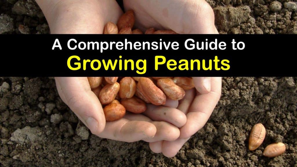 How to Grow Peanuts titleimg1