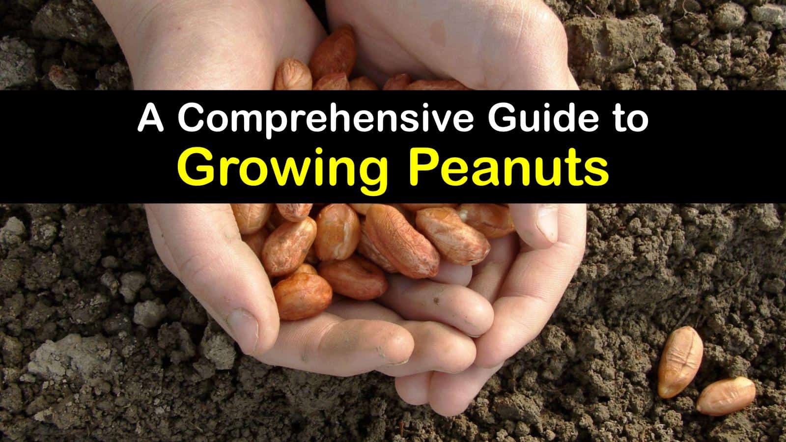Growing Peanut Plants Smart Tips for Planting Peanuts