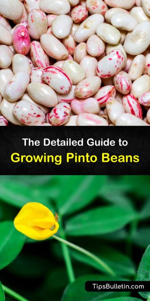 Spruce up the garden this growing season by planting legumes. Watch them turn from bean seeds into towering bean plants or short bush beans. This guide is full of grow-pinto-beans tips that help them germinate in full sun and turn into dry beans after harvest. #grow #pinto #beans
