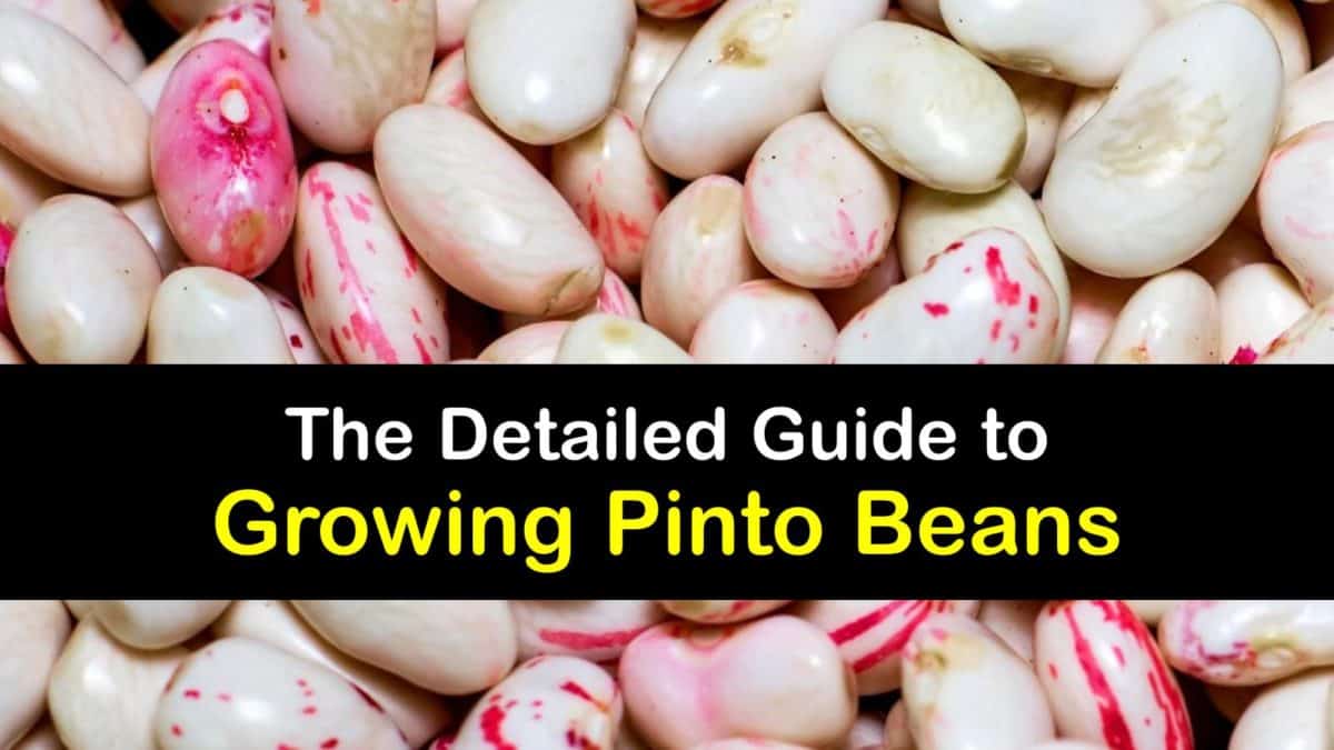 Growing Pinto Bean Plants Awesome Tricks for Planting Pinto Beans