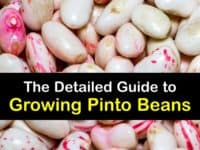 How to Grow Pinto Beans titleimg1