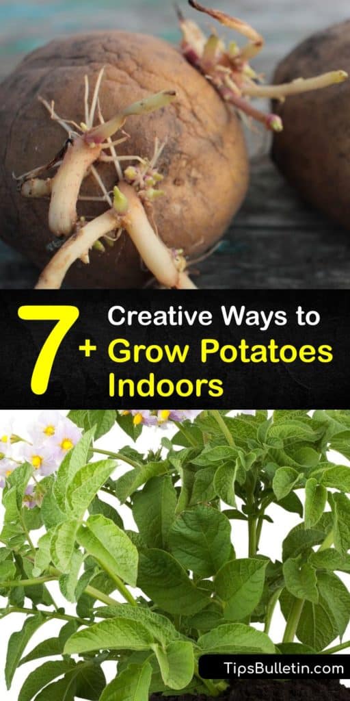 Grab your nearest container and drill some drainage holes to start learning how to grow disease-free fingerling, russet, and new potatoes indoors. From hilling to mulch to hours of sunlight, these tips help tubers start sprouting with only a few inches of soil. #growing #potatoes #indoors