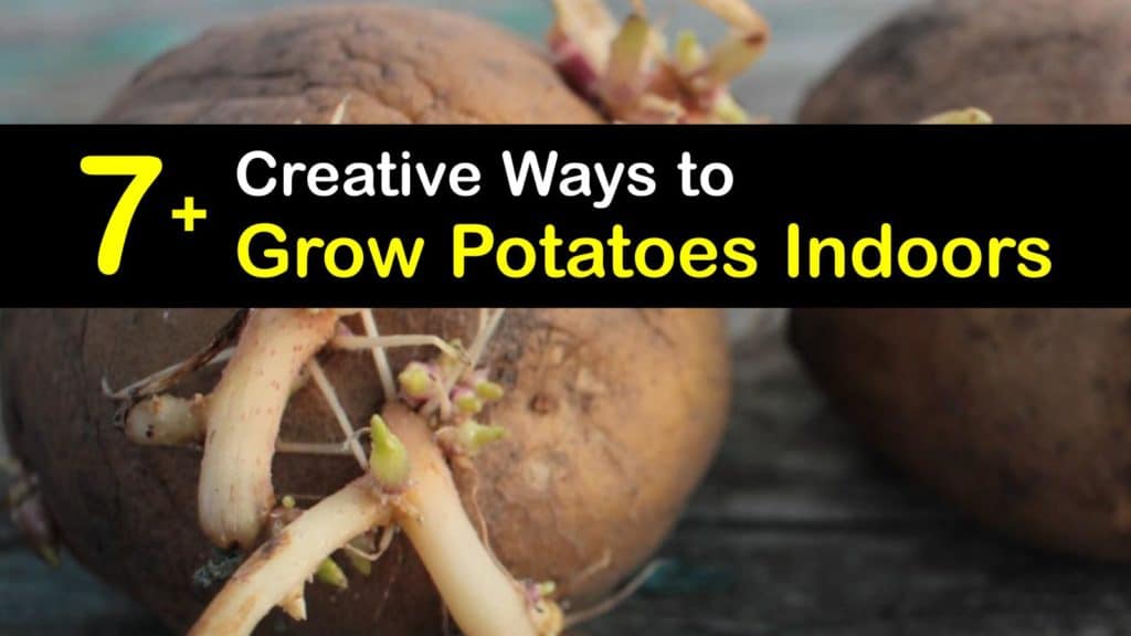 How to Grow Potatoes Indoors