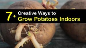 How to Grow Potatoes Indoors titleimg1