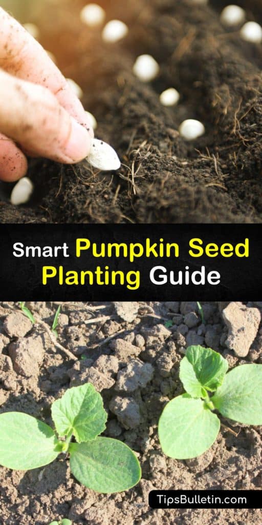 Plant pumpkins at the start of the growing season in late May and learn everything there is to know about pollination with female flowers, improving germination, finding full sun, and preventing issues with cucumber beetles, powdery mildew, and aphids. #growing #pumpkins #seed