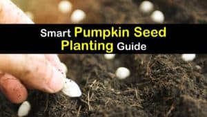 How to Grow Pumpkins from Seed titleimg1
