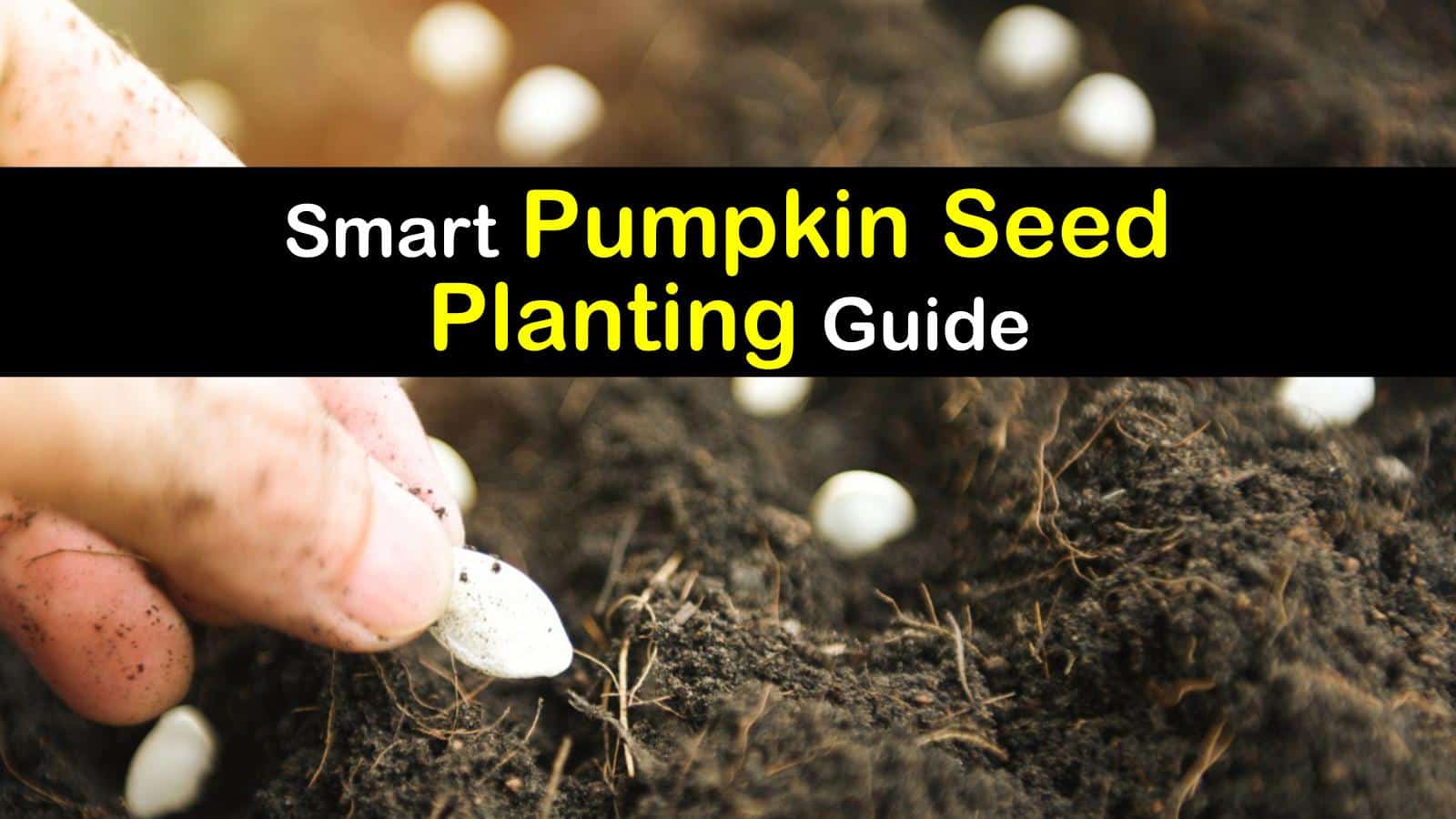 All You Need to Know about Growing Pumpkin Seeds