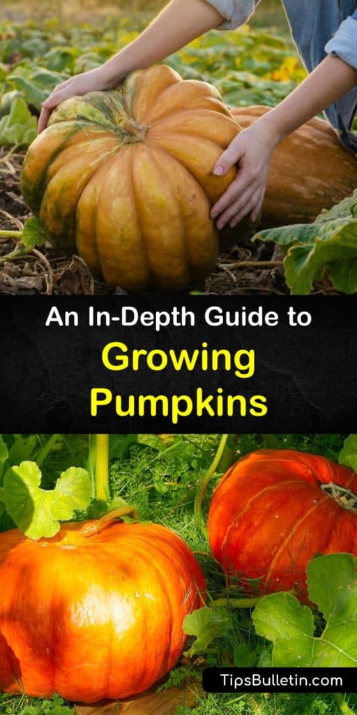 Discover the best tips for planting pumpkin seeds. Grow pumpkins in full sun and fertilize them regularly. Plant herbs and flowers nearby to ensure pollination of the female flowers. Use row covers to protect against cucumber beetles and squash bugs. #growing #pumpkins #garden