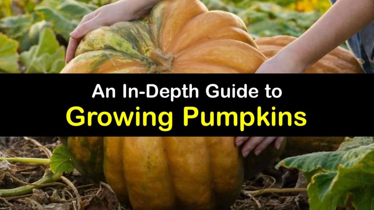 Pumpkin Planting Clever Tricks For Growing Pumpkins