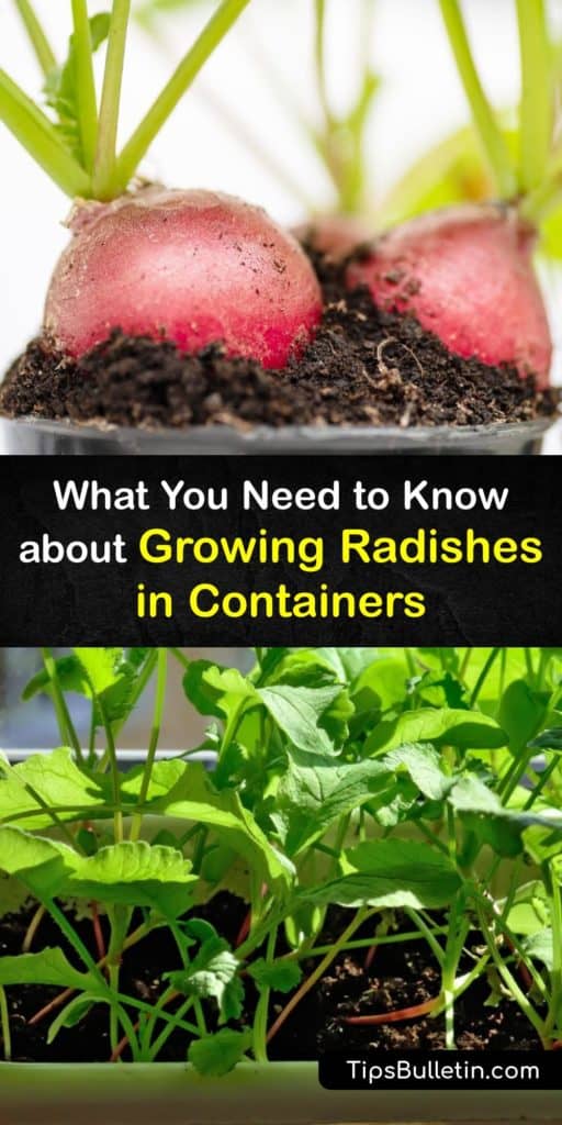 Discover the best radish varieties for growing in containers. From small radishes like Easter Egg or Early Scarlet Globe to larger French Breakfast and Daikon types, it’s easy to plant radishes in containers if you don’t have a garden bed. #growing #radishes #container