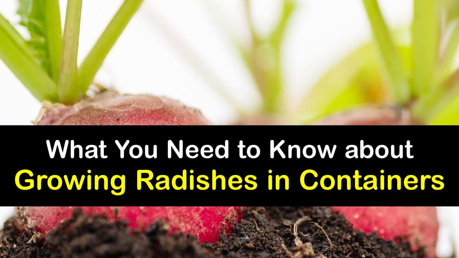 Grow Radishes in Containers Smart Tricks for Planting Radishes in Pots