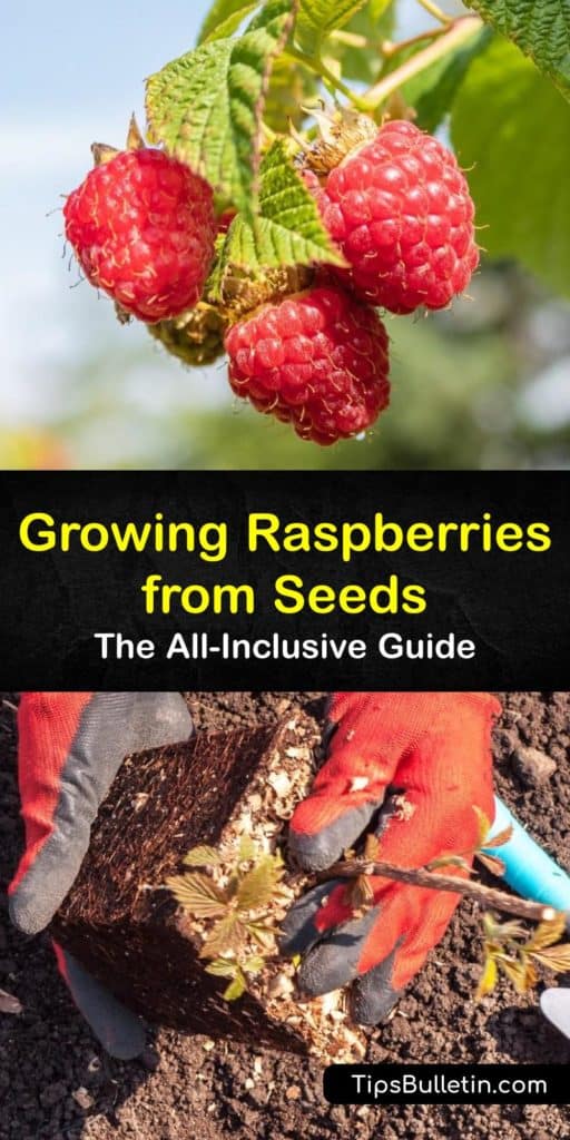 Discover the best tips for growing raspberries in your garden. From germination in early spring to harvest in early fall next year, we’ve got you covered. Plant yellow, red, or black raspberries in USDA hardiness zones 3-9 and train the brambles to trellis. #growing #raspberry #seeds