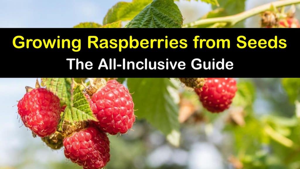 How to Grow Raspberries from Seed titleimg1