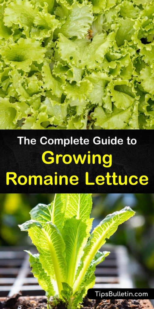 From germination to harvest, find out all about growing romaine lettuce. Germinate seeds in early spring, and use row covers to protect against pests like aphids and cutworms. With a short growing season, you’ll enjoy fresh lettuce leaves in just a few weeks. #growing #romaine #lettuce