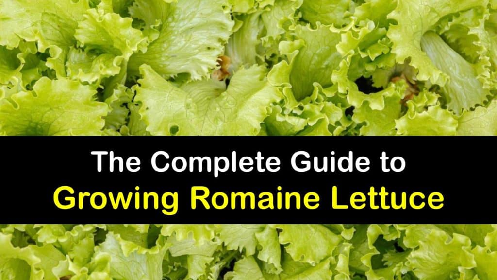 How to Grow Romaine Lettuce titleimg1