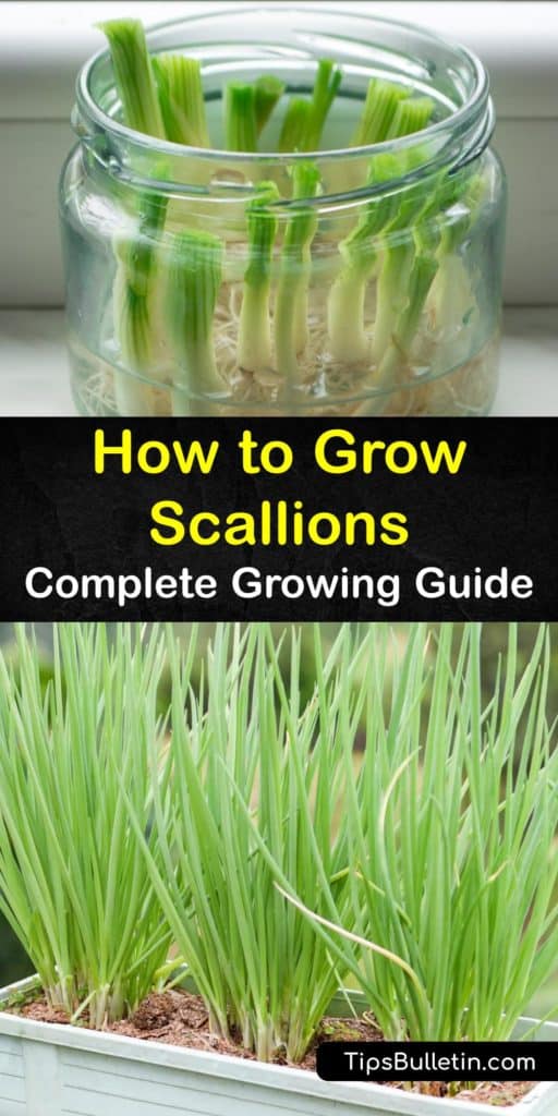 Learn all you need to know to grow scallions from seed or regrow grocery store scallions in a jar on a windowsill. Also known as spring onions, scallions belong to the same family as leeks and chives. They thrive in full sun with mulch and regular watering. #scallions #grow #greenonions