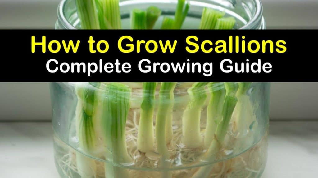 How to Grow Scallions titleimg1