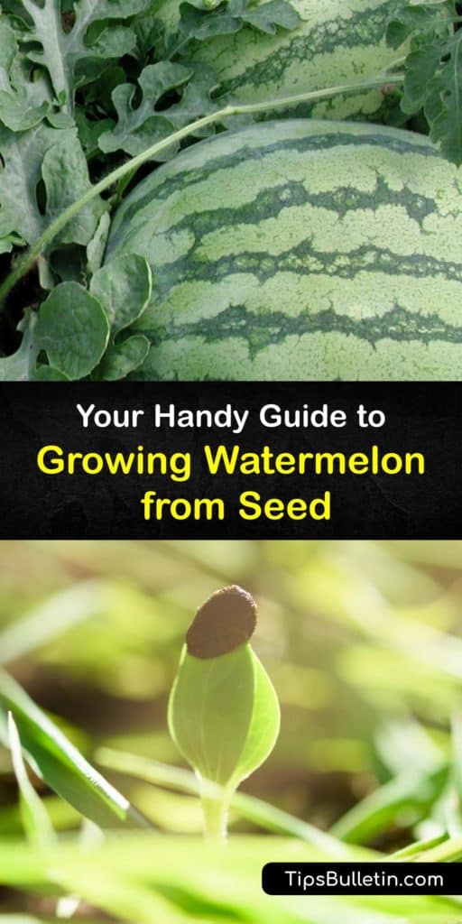 Learn how to grow your own watermelon plants from seed and enjoy a crop of sweet and juicy melons at the end of the growing season. Learn how to use mulch to maintain soil temperature and row covers to protect your plants from cucumber beetles. #planting #watermelon #seeds