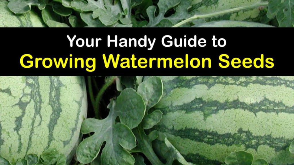 How to Grow Watermelon from Seed titleimg1