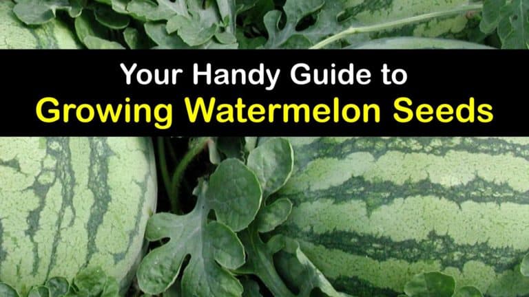 Planting Watermelon from Seed - Guide to Growing Watermelon Seeds