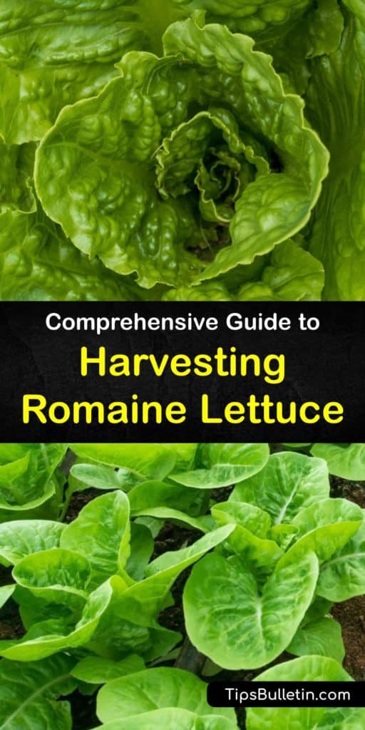 Find out all about growing lettuce plants. It has a short growing season, providing the first crop of fresh lettuce leaves in just a few weeks. After germination, protect against pests like aphids. Harvest the outer leaves first, and let the center leaves keep growing. #harvesting #lettuce