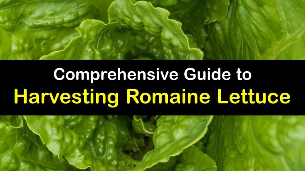 How to Harvest Romaine Lettuce