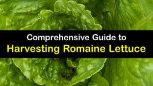 How to Harvest Romaine Lettuce titleimg1
