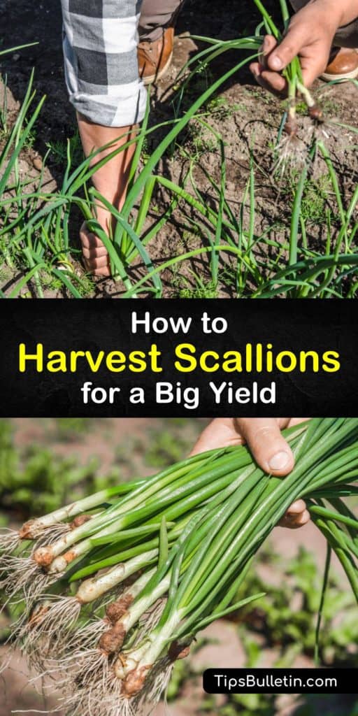 Try our tips for harvesting scallions. Also known as bunching onions or green onions, scallions belong to the Allium family, like leeks and chives. Plant them in early spring in well-draining soil and full sun. Harvest the entire plant or individual leaves. #scallions #onions #harvest