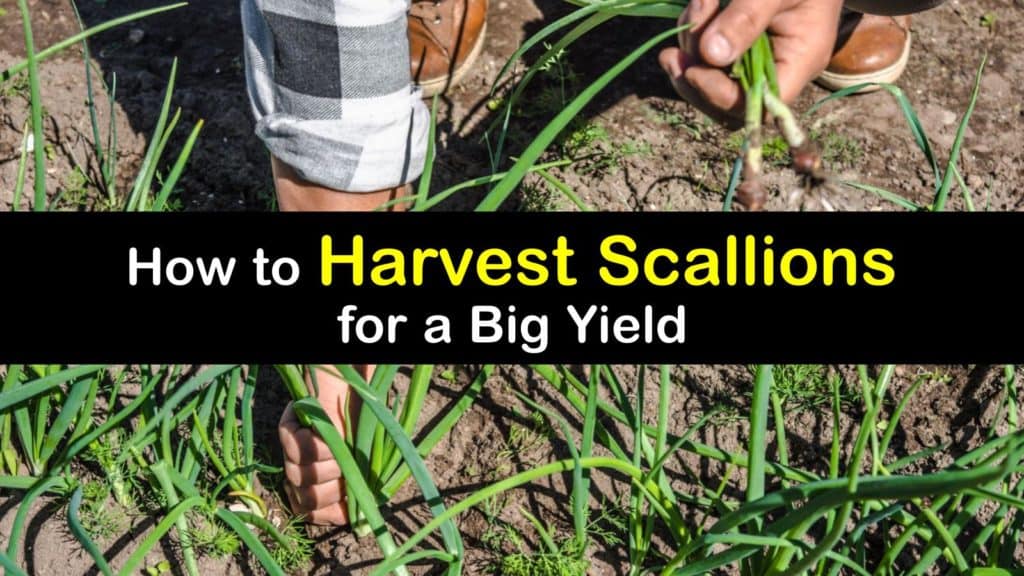 How to Harvest Scallions titleimg1