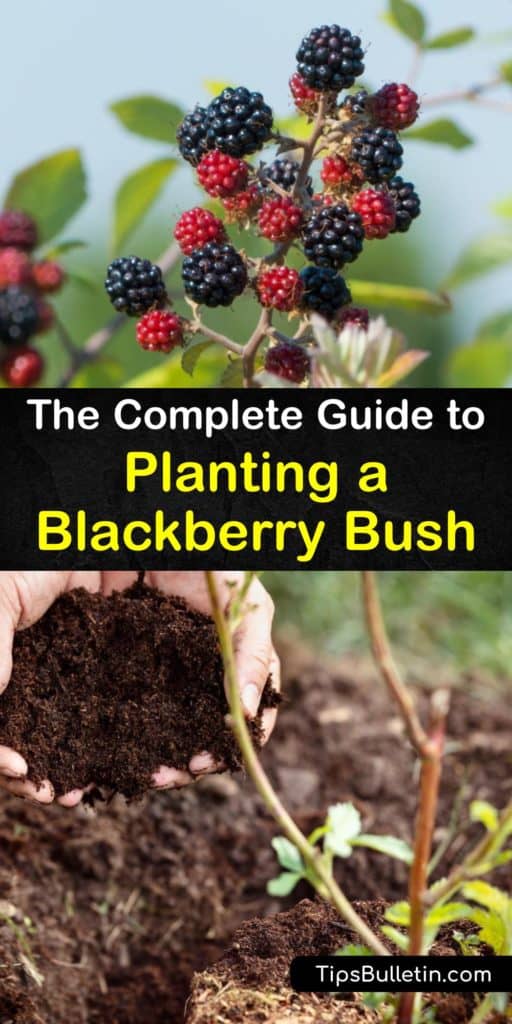Add some new fruiting, thornless blackberry bushes to your garden in the early spring and have a large harvest by the second year of life. This guide teaches you about primocanes, bare root systems, and how to mulch and fertilize them for long and healthy lives. #howto #planting #blackberries