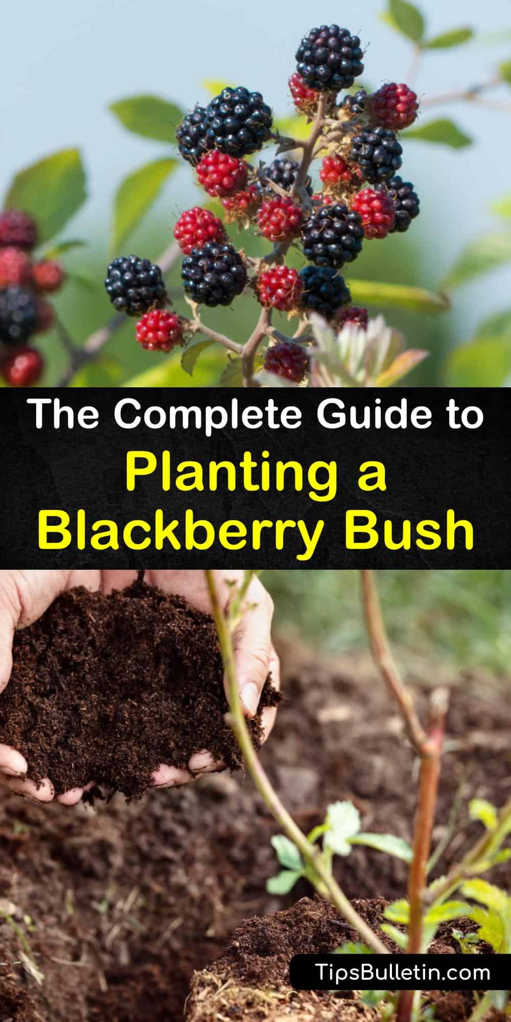 Planting Blackberries Clever Tips for Growing Blackberry Bushes