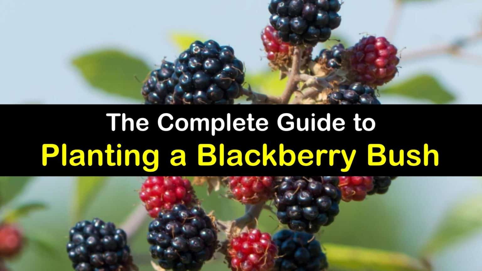 Planting Blackberries Clever Tips for Growing Blackberry Bushes
