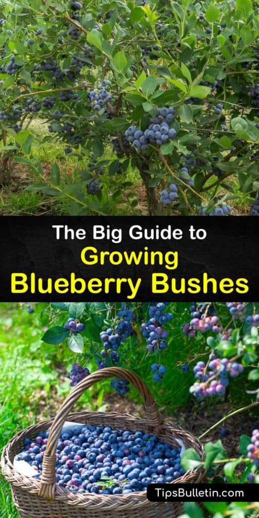 Find out all about planting blueberry bushes in your home garden or raised beds. Learn the difference between highbush, lowbush, half-high, and rabbiteye varieties. Prune in early spring, and use sawdust and peat moss to lower the soil pH. #planting #blueberry #bushes