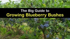 How to Plant Blueberries titleimg1