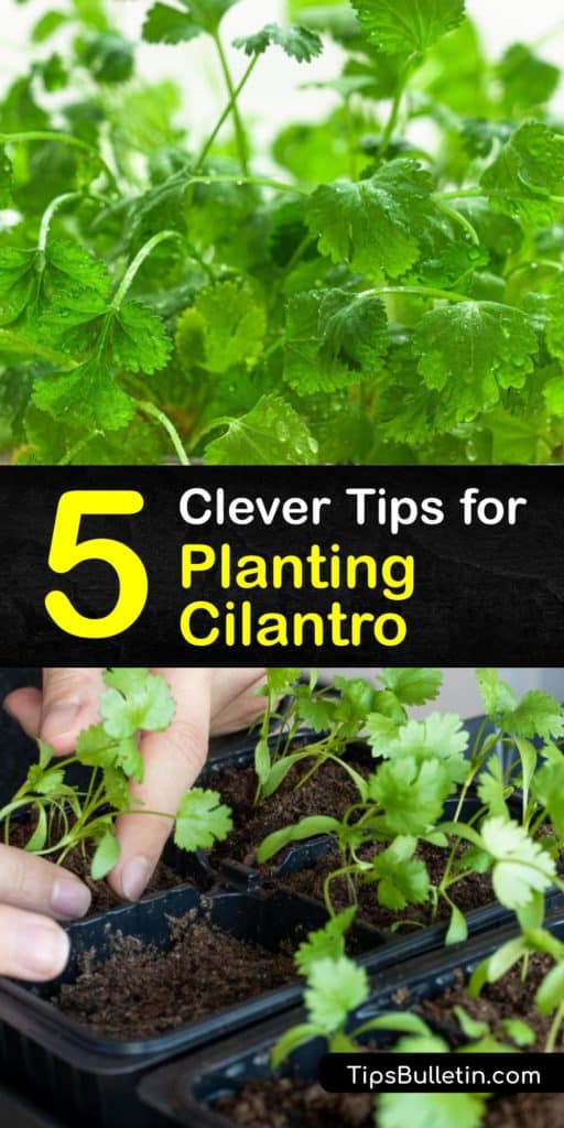 Growing cilantro, or Coriandrum sativum, is incredibly easy. Plant cilantro seeds in early spring, and harvest cilantro leaves before the plants begin bolting. Store fresh cilantro in a paper bag in the fridge to enjoy in your favorite Asian and Mexican dishes. #planting #cilantro #herbs
