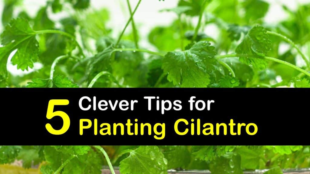 How to Plant Cilantro titleimg1