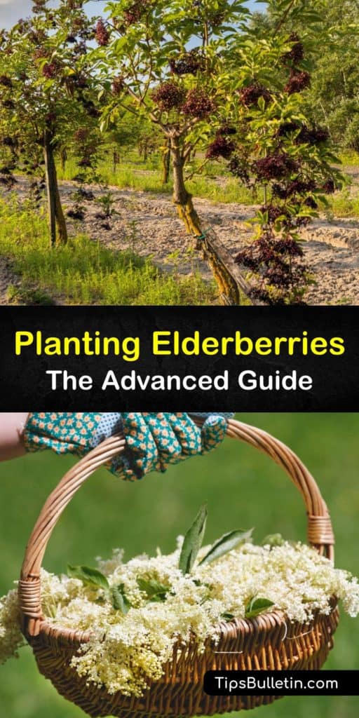 Find out about planting American elderberry (Sambucus canadensis) and European elderberry (Sambucus nigra). Most elderberry cultivars are suited for full sun to partial shade. Protect their shallow roots with mulch, and don’t prune in the first year. #planting #elderberry #bushes