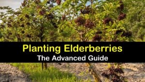 How to Plant Elderberries titleimg1