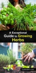 Growing Herb Plants - Quick Tips for Planting Herbs