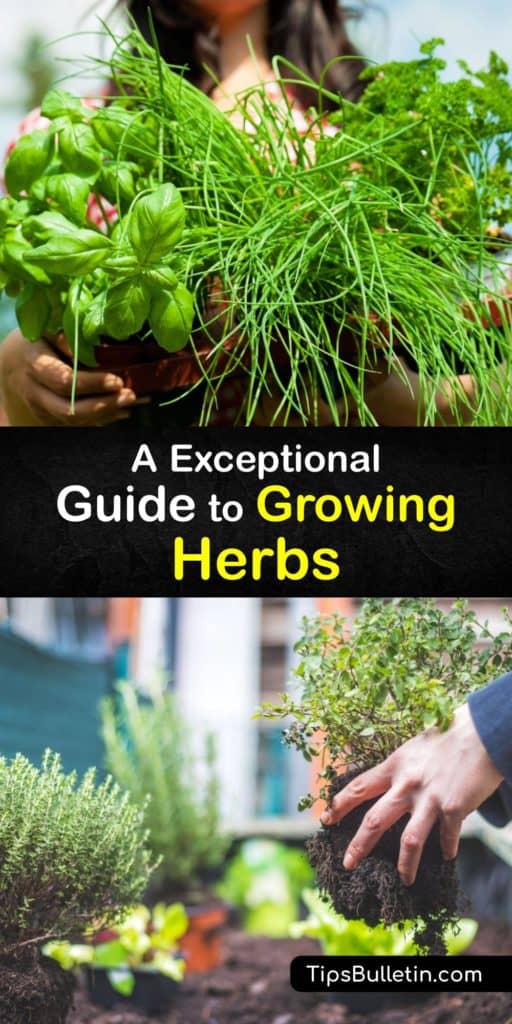 Growing herbs is easy and highly rewarding. Fresh herbs are part of many Asian and Mediterranean dishes. Plant perennial or annual herbs in rich, well-draining potting soil where they get full sun. Herb plants like cilantro and mint grow in partial shade. #planting #herbs #gardening