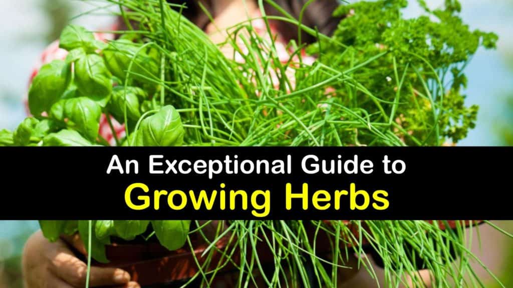 How to Plant Herbs titleimg1