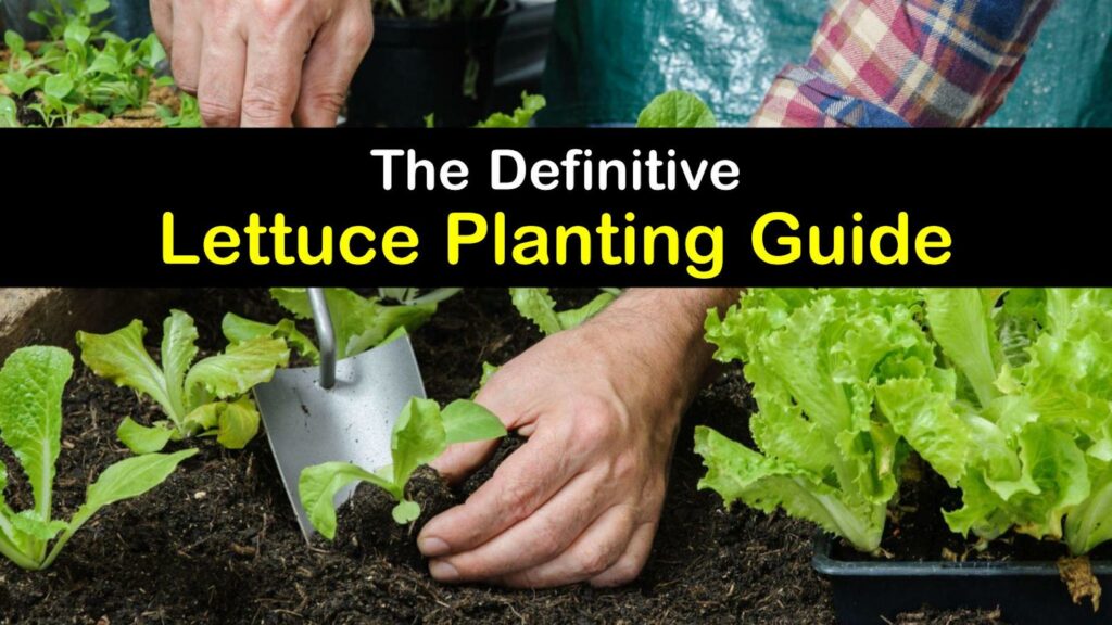How to Plant Lettuce titleimg1