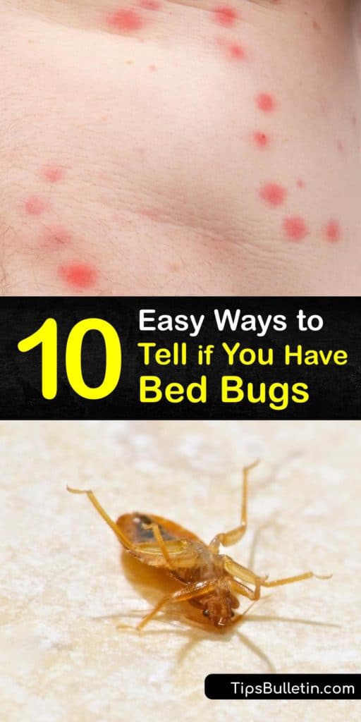 Learn how to identify and eliminate a bed bug problem. Their favorite hiding places include bed frames, headboards, and wall crevices. Adult bed bugs are the size of an apple seed. They cause itchy bites and blood stains on the bedding. #pest #control #bedbugs