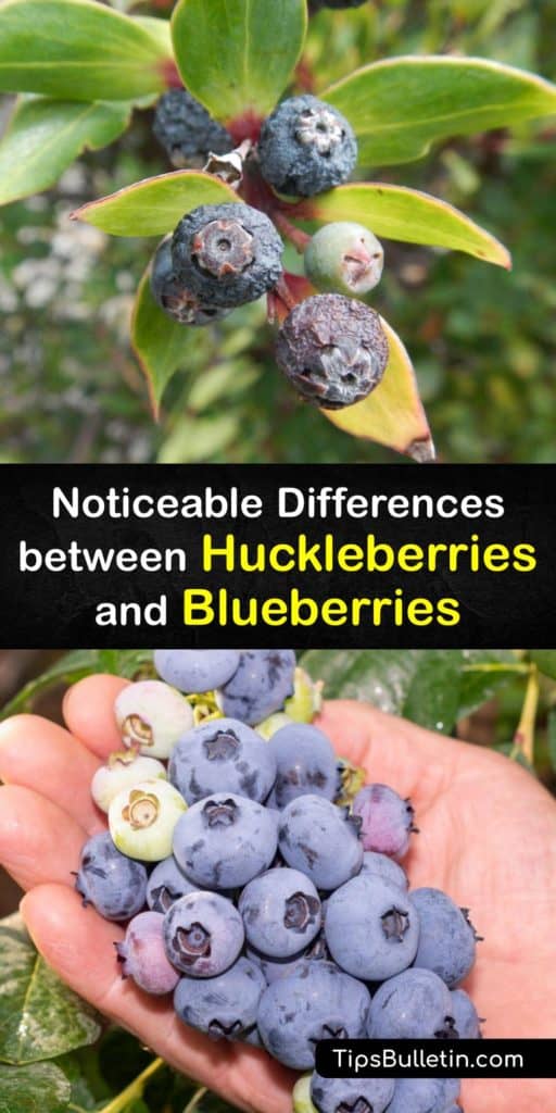 Learn the difference between huckleberry and blueberry, from the plant family Ericaceae. They grow throughout North America. Most commercial blueberries are deciduous highbush or lowbush varieties, which grow in USDA zones 2-8. Huckleberries only grow wild. #huckleberry #blueberry